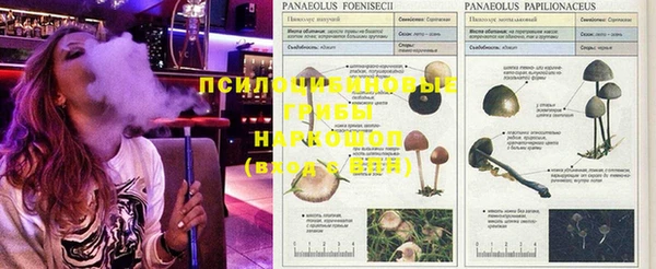 дживик Богданович